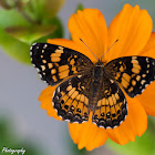 Pearl Crescent Butterfly