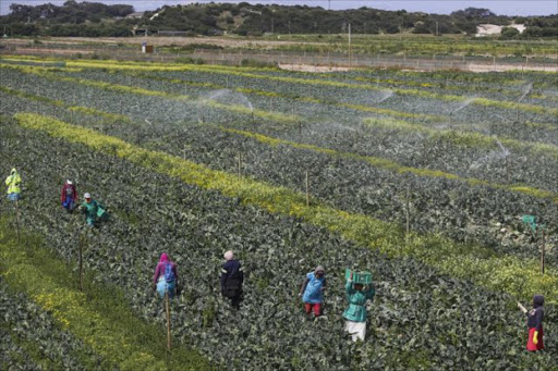 File photo of people working on a farm. Picture: Adrian de Kock / SowetanLIVE