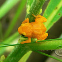 Pumpkin Toadlet