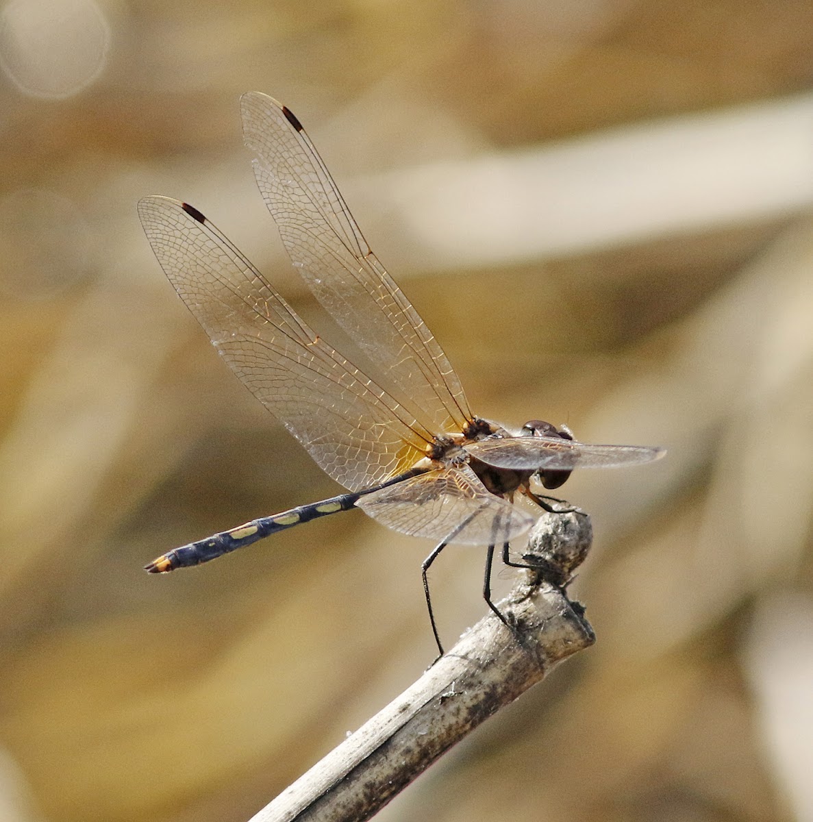 Long-legged Marsh Glider