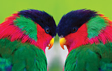 Parrot Wallpapers Parrot New Tab HD small promo image