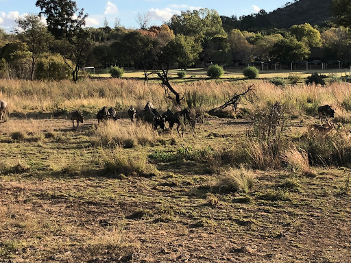 New & Improved Lions Park South Africa 2018