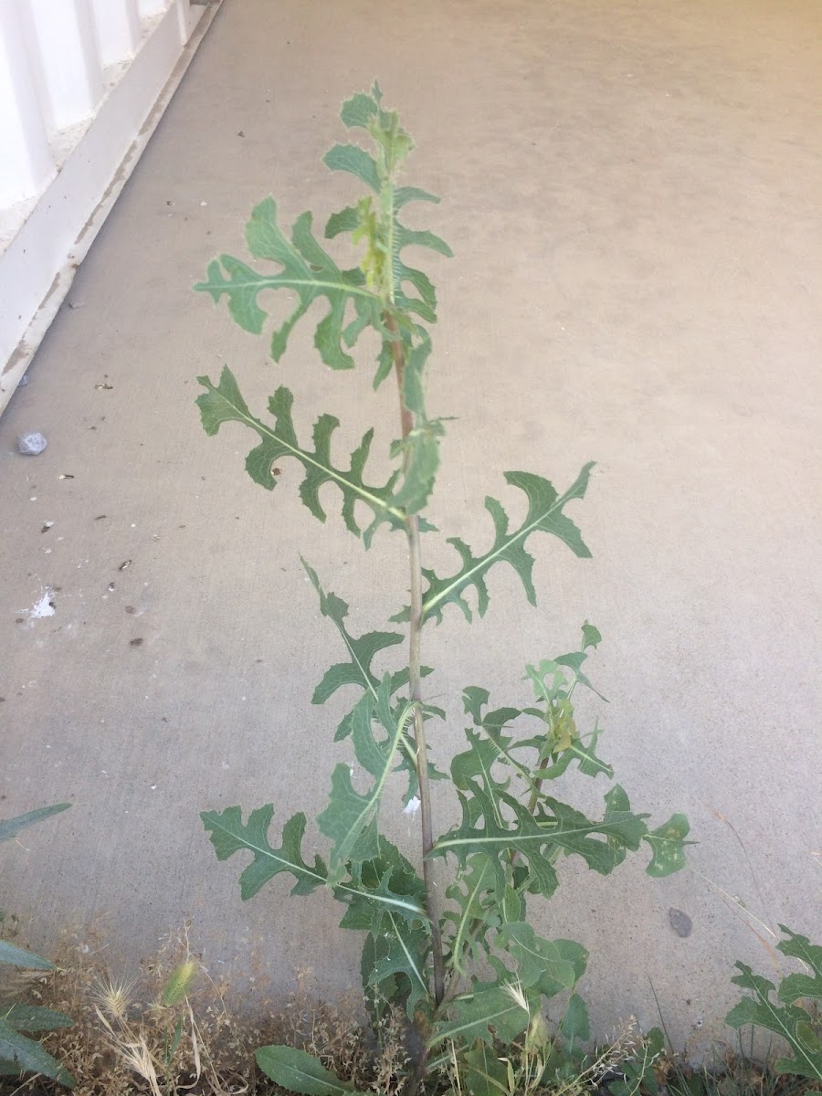 Prickly Lettuce