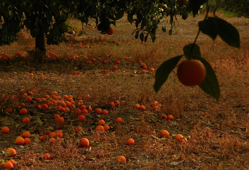 mondo arancio di mariateresacupani