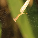 Scorpion Tailed Spider