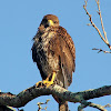 Harris Hawk