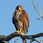 Harris Hawk