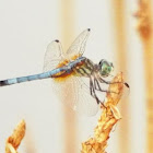 Blue Dasher male