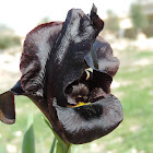 Judean Iris