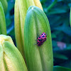 Spotted Lady Beetles