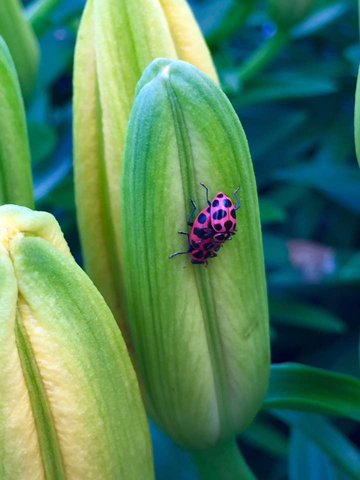 Spotted Lady Beetles