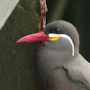 Inca Tern