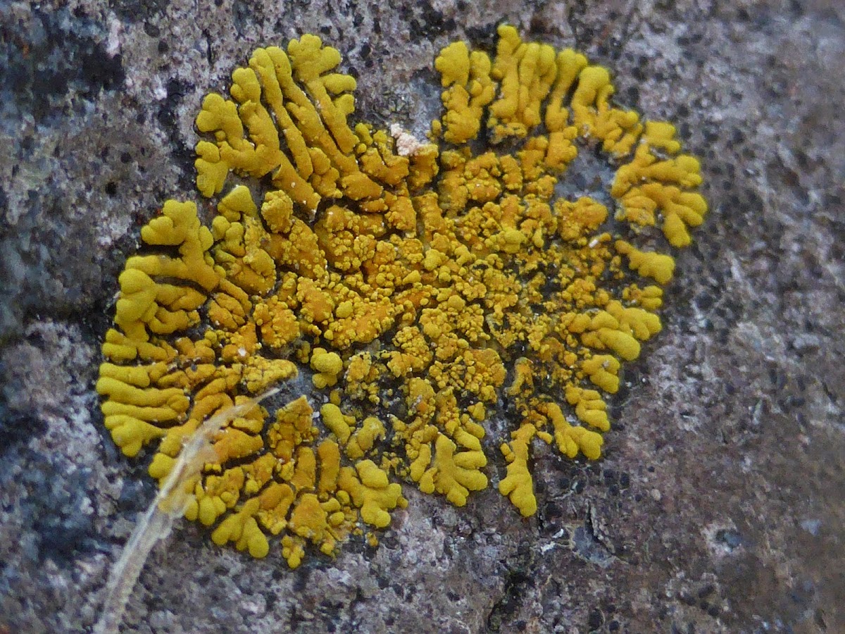 Yellow Lichen