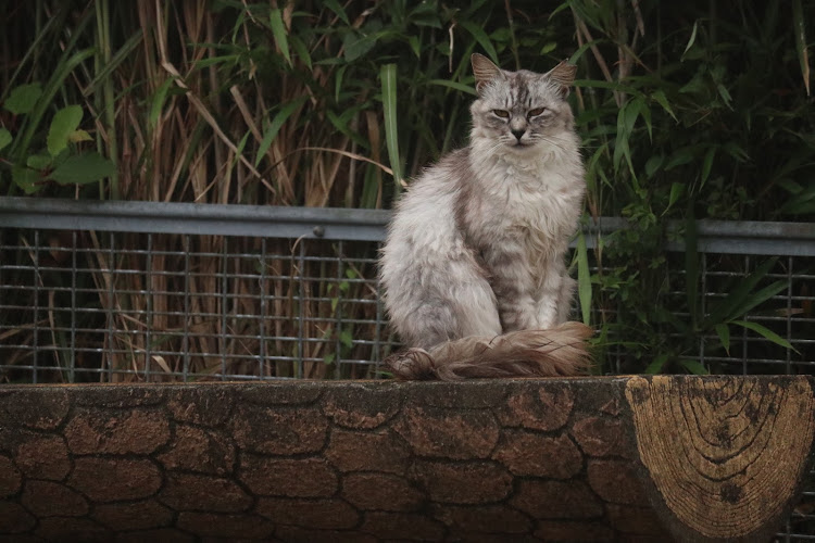 A3 セダンのドライブ・梅雨の時期だからこそ・見ることができるA3の美しさ・お猫様特集🐱🐾・猫は可愛い😍に関するカスタム事例の投稿画像12枚目