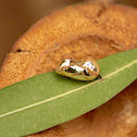 Pupa