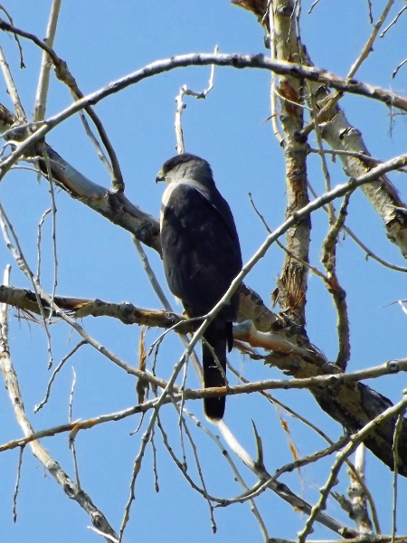 Cooper's Hawk