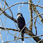 Cooper's Hawk