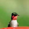 Ruby-throated Hummingbird