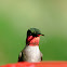 Ruby-throated Hummingbird