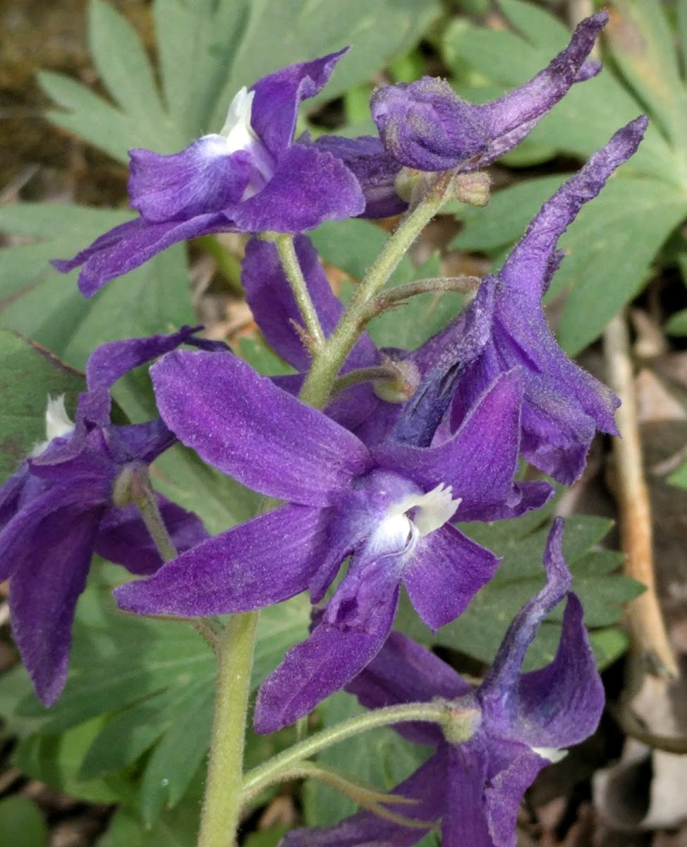 Dwarf Larkspur