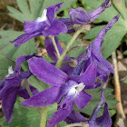 Dwarf Larkspur