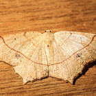 Oak Besma Moth