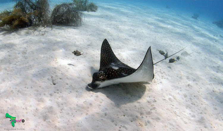 A fancifully spotted manta ray glides along a reef off Bonaire.