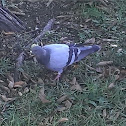 Rock Dove