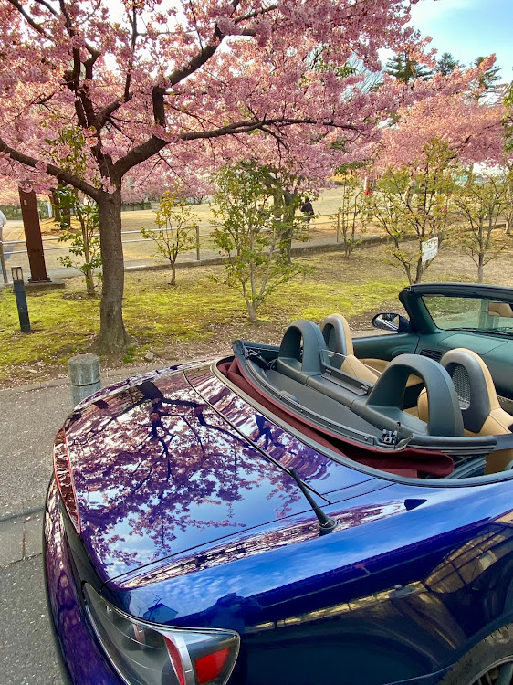 S2000の河津桜・曇天の空・オープンカーのある生活・AP1に関するカスタム事例の投稿画像4枚目