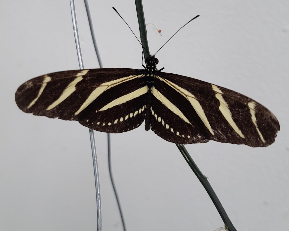 Mariposa zebra - Zebra longwing