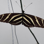 Mariposa zebra - Zebra longwing