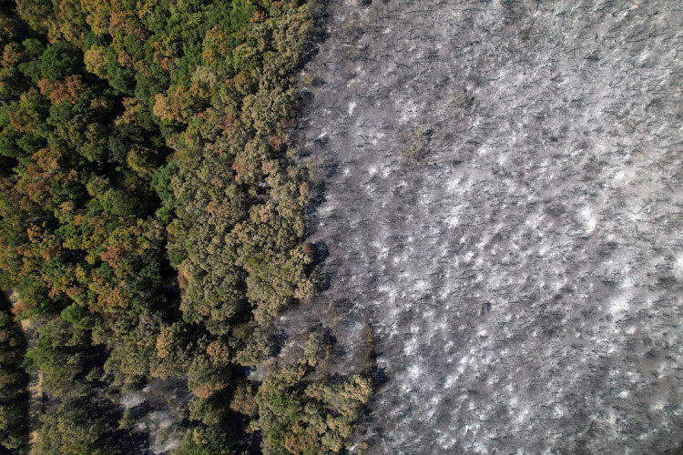 View of a partially burned forest following a wildfire, near the village of Avantas in the region of Evros, Greece, August 28, 2023.