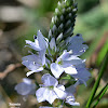 Broadleaf speedwell