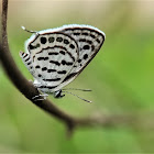 Little Tiger Blue