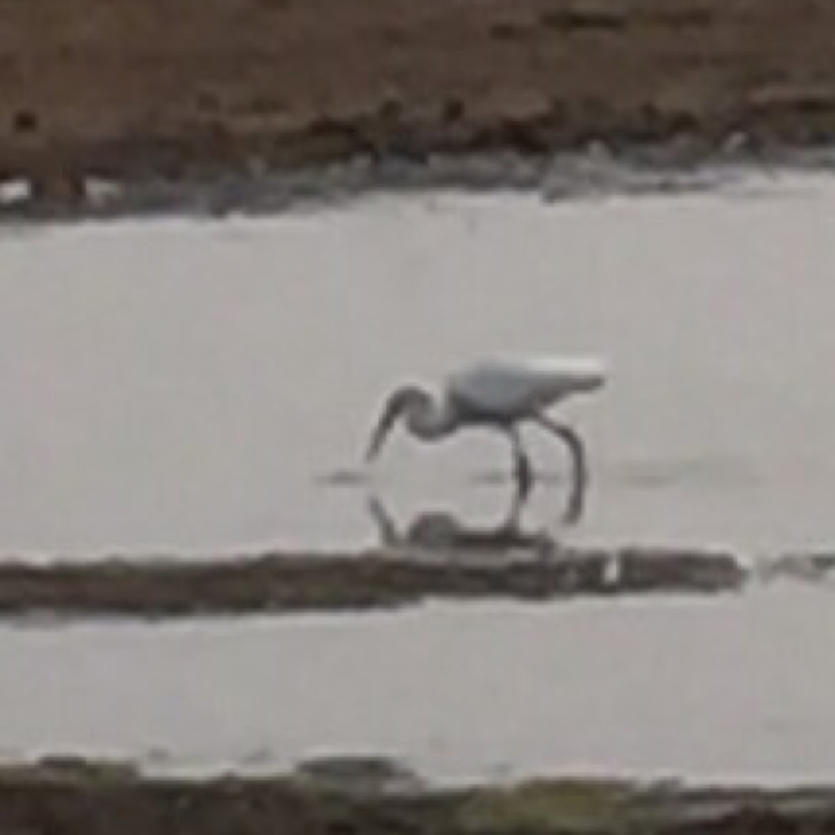 Little White Egret