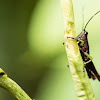 Grasshopper (Ortalacris azurescens)