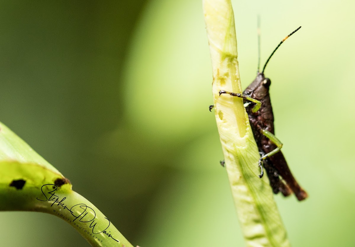 Grasshopper (Ortalacris azurescens)