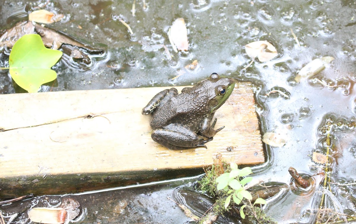 American Bullfrog