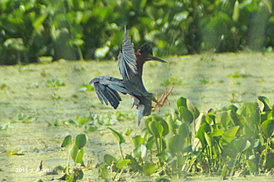 Green Heron