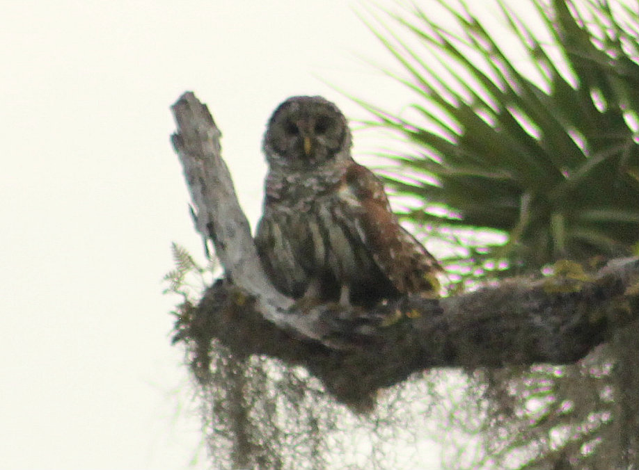 Barred Owl