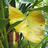 Philodendron