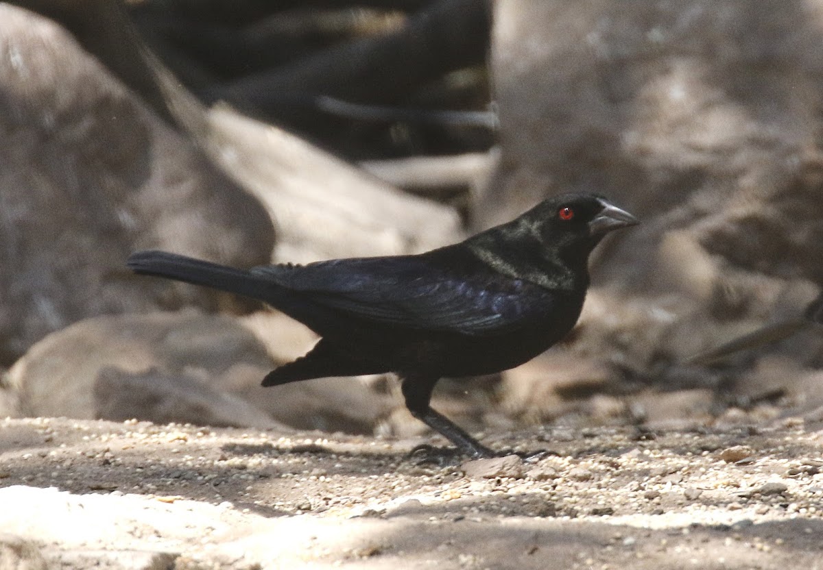 Bronzed Cowbird