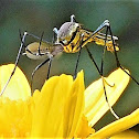 Mosquito Eater (male)