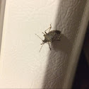 Brown Marmorated Stink Bug