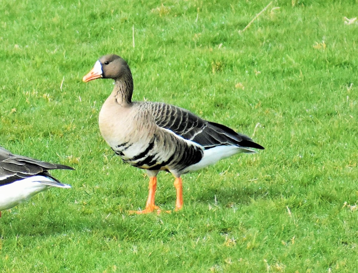 Greater white-fronted goose