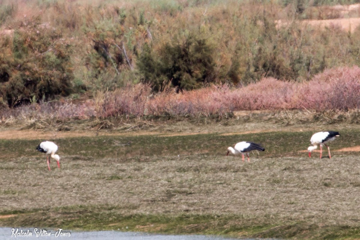 White Stork