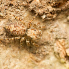 Jumping Spider