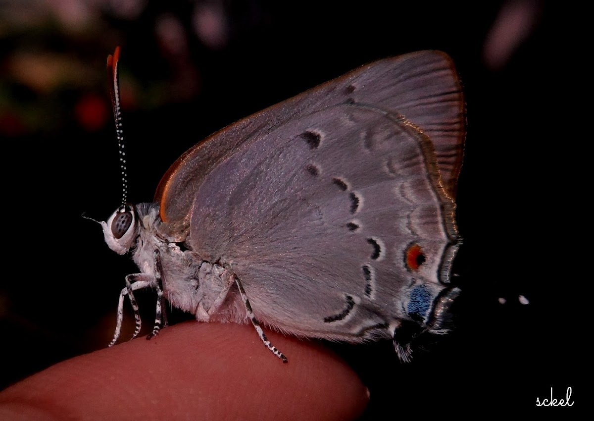 Marius Hairstreak