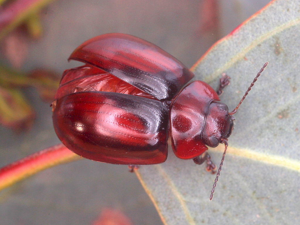 Leaf beetle