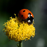 Coccinella di 